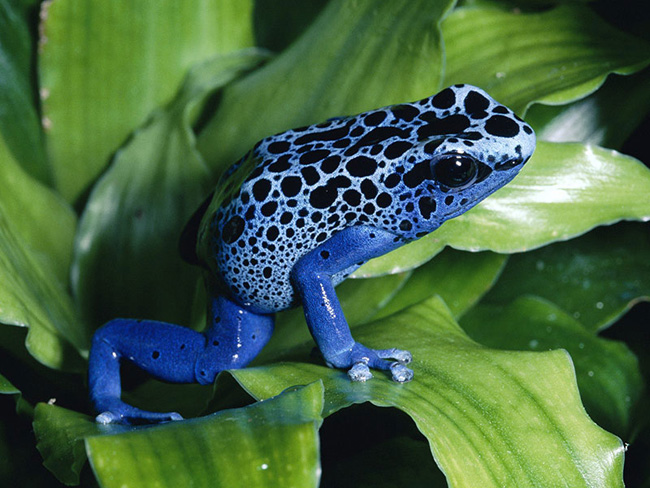 Ếch phi tiêu độc &#40;Poison Dart Frog&#41; có nhiều màu sắc khác nhau như xanh, vàng, cam, đen…