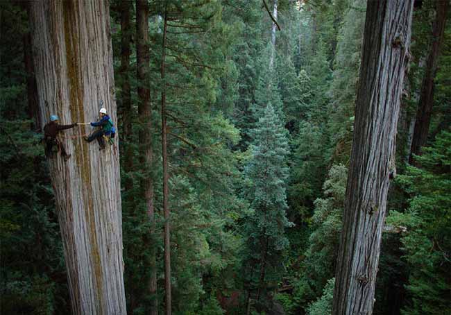 Trèo cây Redwood thẳng đứng - một trong những loài cây cao nhất trái đất