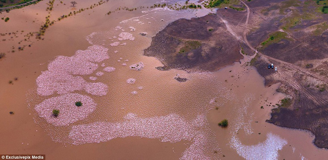 Hàng nghìn con chim hồng hạc nhuộm hồng mặt hồ Bogoria ở Kenya.