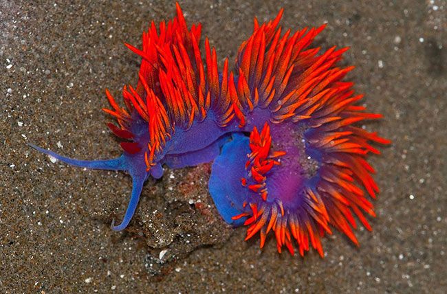 Flabellina Iodinea như một vũ công samba.