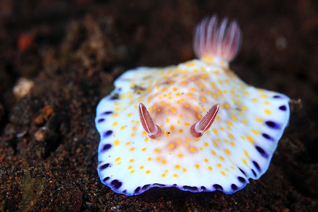 Hai chiếc sừng càng khiến cho sên biển&nbsp;Chromodoris Alius thêm đáng yêu.