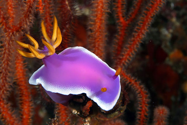 Sên biển&nbsp;Hypselodoris Apolegma duyên dáng với viền trắng quanh thân hình màu tím đẹp mắt.