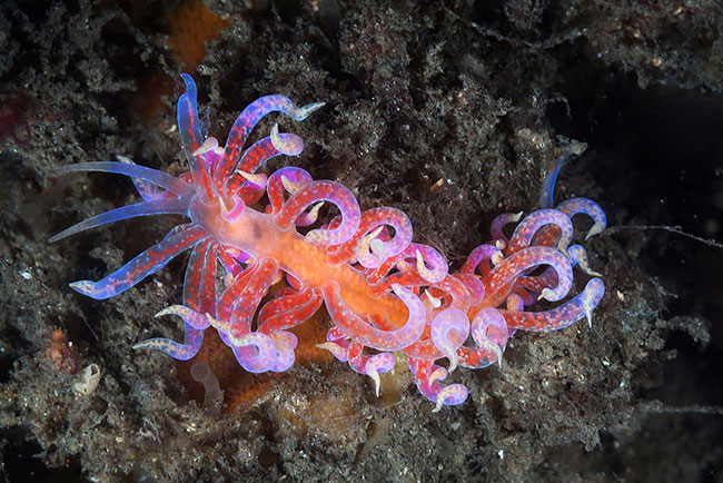 Sên biển&nbsp;Donut Nudibranch.