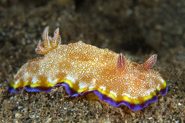 Sên biển&nbsp;Goniobranchus Albopunctatus.