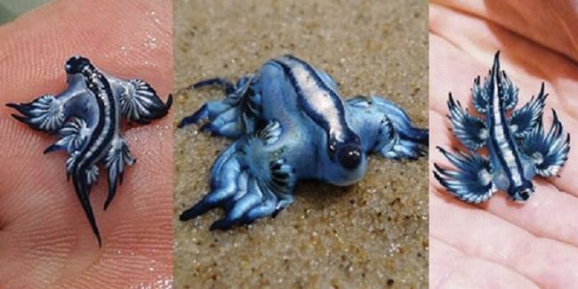 Glaucus Atlanticus hay còn được biết tới với cái tên Rồng Xanh là một chi hiếm gặp của loài sên biển thường được trông thấy ở những vùng biển ấm như Ấn Độ Dương và Thái Bình Dương. Thứ khiến chúng có thể nổi được trên mặt nước chính là những quả bóng không khí ở dưới bụng.