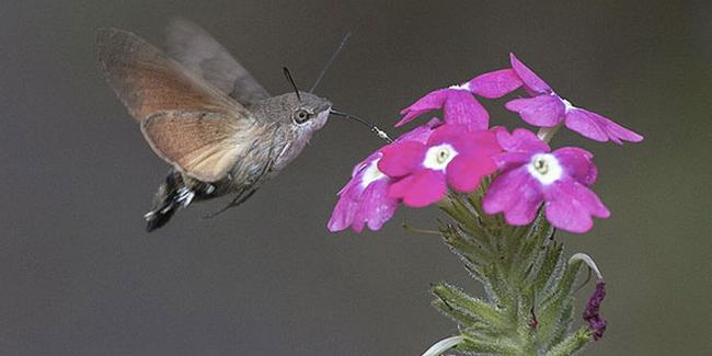 Bướm ruồi đuôi xù, tên khoa học Macroglossum stellatarum, là một loài bướm đêm thuộc họ Sphingidae. Nó bay vào ban ngày, đặc biệt là lúc trời sáng, nhưng đôi lúc vào lúc chạng vạng, và thậm chí khi trời mưa. Khả năng của loài này được nghiên cứu rất nhiều, và nó cũng thể hiện khả năng học màu sắc tương đối tốt.