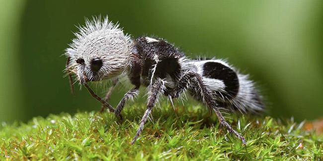 Mang tên Kiến gấu trúc &#40;Panda Ant&#41; nhưng loài vật này lại chẳng hề liên quan tới Kiến hay Gấu trúc. Nó thực sự là một loài ong bắp cày không cánh sinh sống ở Chile. Chúng có hình dáng vô cùng đáng yêu nhưng lại được mệnh danh là &#34;sát thủ&#34; vì nhát cắn của chúng mang sự đau đớn kinh khủng.