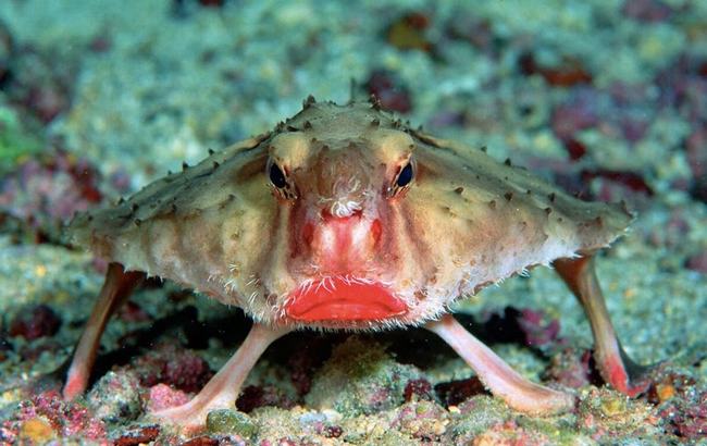 Cá dơi môi hồng có tên khoa học là Red-lipped Batfish. Chúng thường được tìm thấy ở những vùng biển nhiệt đới nông. Đặc biệt, cá dơi môi hồng có những chiếc vây quanh thân có tác dụng như chân dùng để di chuyển.