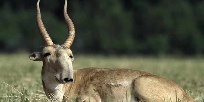 Linh dương Saiga, tên khoa học Saiga tatarica, là một loài động vật có vú trong họ Bovidae, bộ Artiodactyla, được Linnaeus mô tả năm 1766. Hiện nay, chúng được xem là một loài linh dương cực kỳ nguy cấp, từng hiện diện ở khắp các vùng thảo nguyên rộng lớn ở Á-Âu từ dãy núi Karpat và Caucasus tới Dzungaria và Mông Cổ.