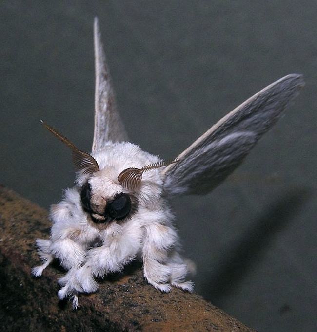 Có hình dáng giống như một chú pokemon ngoài đời thực, Poodle Moth được biết tới như một loài bướm mới, chúng được phát hiện ở Venezuela vào năm 2009.