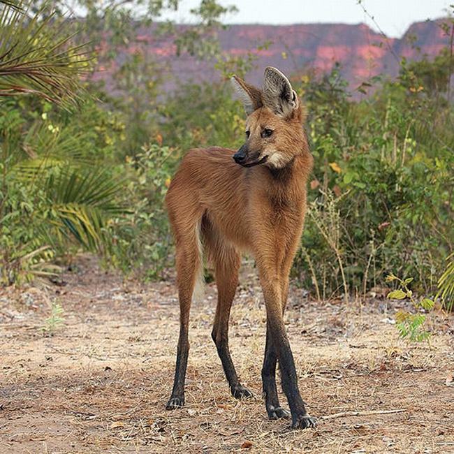 Sói bờm &#40;có tên khoa học là Chrysocyon brachyurus&#41; là một loài động vật thuộc họ Chó. Chúng là động vật có vú lớn nhất của Nam Mỹ, hình dáng bên ngoài của sói Bờm giống như một con cáo lớn với bộ lông màu hơi đỏ.