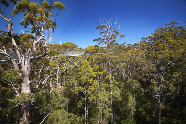 Valley of the Giants ở Tây Australia được gọi là thung lũng đại thụ với rừng cây khổng lồ và bạn có thể đi xuyên qua thung lũng bằng cách đi bộ trên cây cầu dây bắc qua những thân cây.