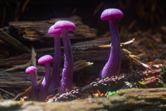 Hiếm có loài nấm nào sở hữu vẻ đẹp ma mị như nấm Laccaria amethystina. Tuy nhiên, màu tìm của chúng sẽ dần mất đi trong quá trình phát triển.