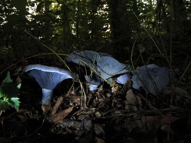 Nấm Lactarius Indigo bên ngoài có màu tím nhạt nhưng khi cắt ra, chúng lại có màu xanh chàm tuyệt đẹp bên trong.