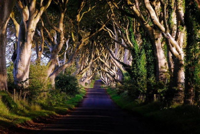 Con đường hắc ám Dark Hedges ở Bắc Ireland được gia đình Stuart tạo ra từ thế kỷ thứ 18, sau khi họ trồng hàng cây hai bên đường.