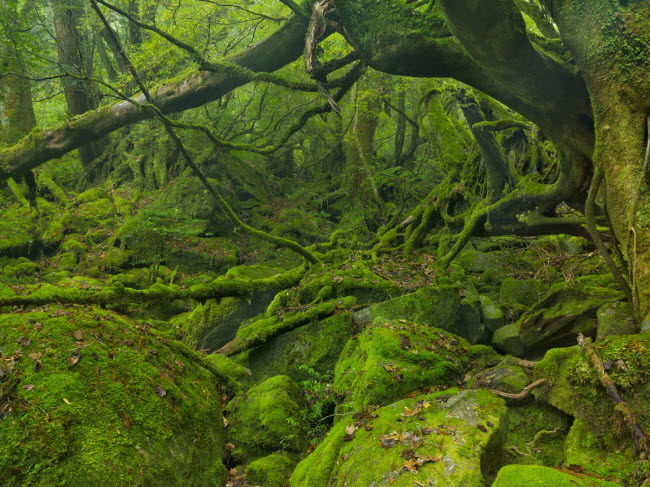 Hòn đảo Yakushima là một những địa điểm du lịch ưa thích của người dân Nhật Bản, nhưng nó mới chỉ được du khách nước ngoài biết đến thời gian gần đây. Hòn đảo này đã được tổ chức UNESCO công nhận là di sản thế giới nhờ sở hữu những khu rừng cận nhiệt đới với đầy rêu phủ và nhiều cây cổ thụ có tuổi thọ hàng nghìn năm.