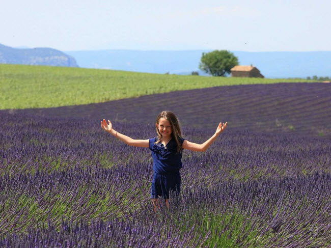 Cánh đồng hoa oải hương vô cùng quyến rũ ở Provence, Pháp.