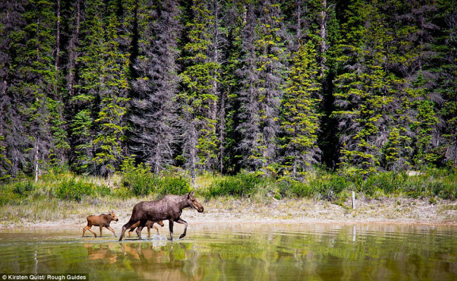 Nai sừng tấm cùng hai con nhỏ đi qua một hồ nước gần Nordegg, Alberta, Canada. &#40;Ảnh: Kirsten Quist&#41;