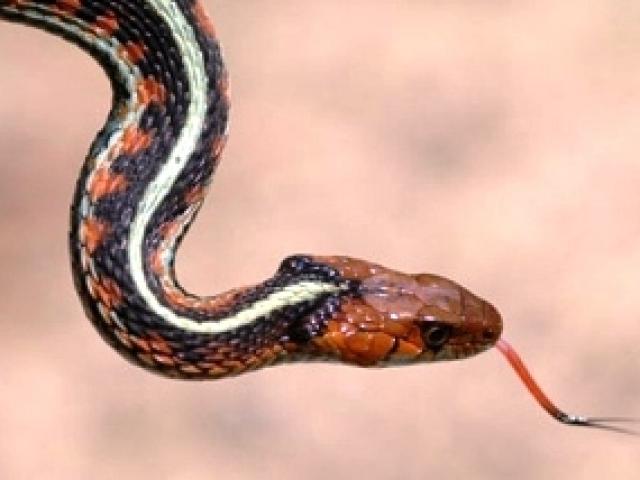 Con rắn khiến gần 4.800 nhà mất điện