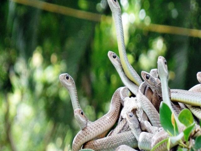 Hundreds of snakes crawling on the trees at the largest python farm in Vietnam