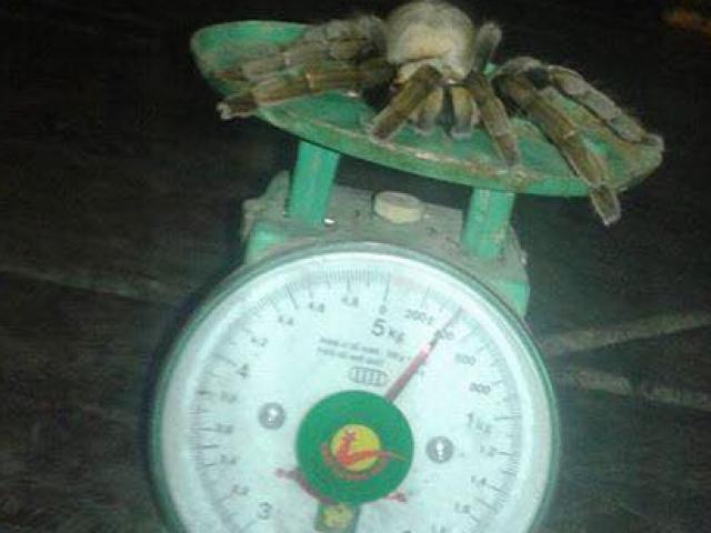 Bắt được nhện ”quái vật” dài 20cm ở Hòa Bình