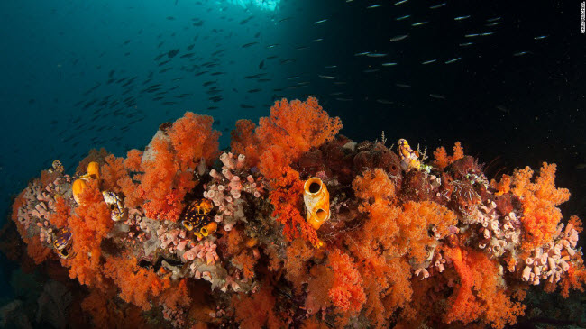 Hệ sinh thái Nam Thái Bình Dương: Năm ở ngoài khơi tỉnh West Papua ở Indonesia, quần đảo Raja Ampat có những hồ nước lớn với hệ sinh thái san hô đa dạng bậc nhất thế giới. Địa điểm này rất thích hợp cho hoạt động lặn ống thở.