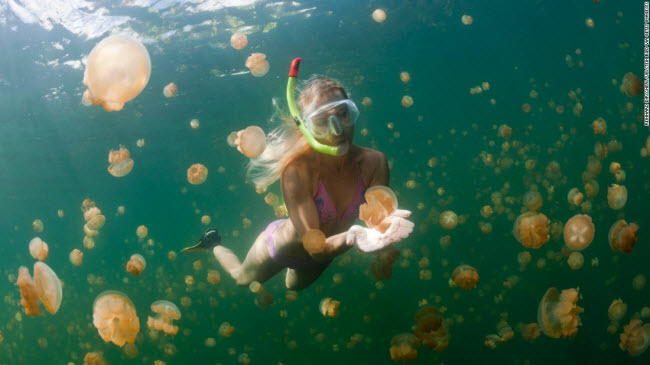 Hồ sứa, Palau: Đây là nơi sinh sống của hàng triệu con sứa không có nọc độc, nên du khách có thể thoái mái bơi dưới nước cùng chúng.