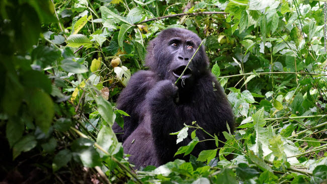 Khỉ đột, Congo: Công ty du lịch Wild Frontiers tổ chức tour đi bộ khám phá vườn quốc gia Kahuzi-Biega ở Congo để tìm hiểu cuộc sống của loài khỉ đột quý hiếm.