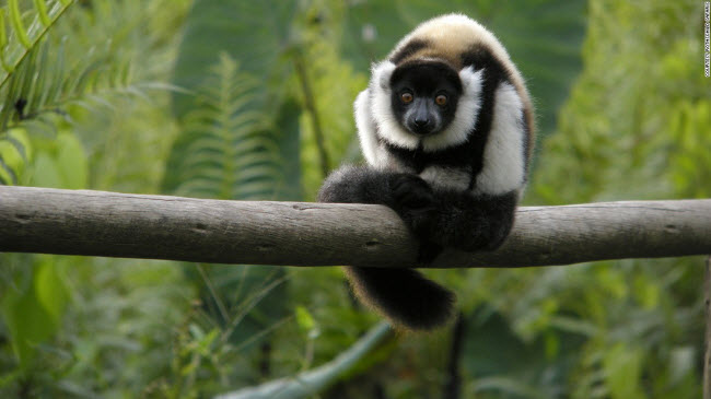 Vượn cáo, Madagascar: Tới quần đảo Madagascar, du khách có cơ hội chiêm ngưỡng 106 loài vượn cáo khác nhau.