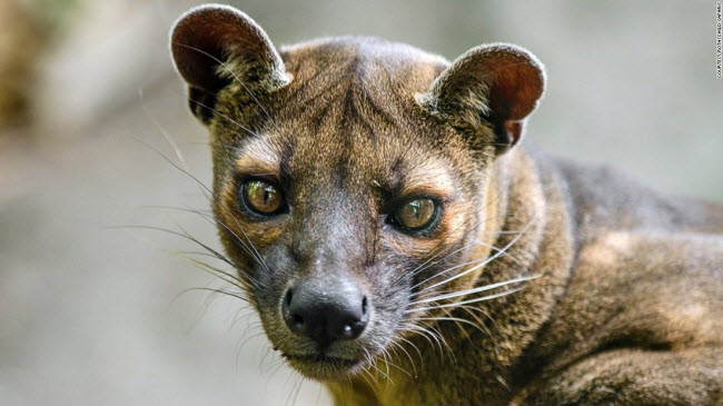 Mèo rừng Fossa, Madagascar: Đây là loài động vật ăn thịt lớn nhất ở Madagascar và chỉ sinh sống tại khu rừng Kirindy.