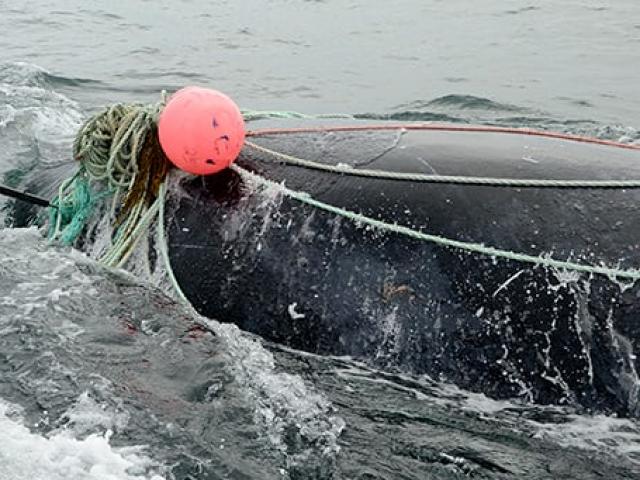 Cá voi giết chết ân nhân sau khi được cứu ở Canada