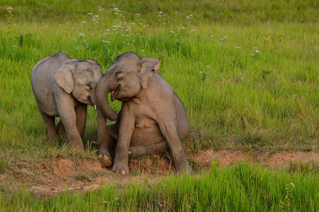 20. Vườn Quốc gia Khao Yai: Là Vườn Quốc gia lớn thứ ba Thái Lan, Khao Yai n thuộc tỉnh Nakhon Ratchasima, miền đông Thái Lan. Nơi đây là nhà có rất nhiều loài động vật hoang dã quý hiếm, bao gồm voi châu Á và gấu đen. Công viên có tháp quan sát, đường mòn đi bộ thăm quan, nhà nghỉ, cabin và các khu cắm trại. Thậm chí đây còn là nơi phát hiện nhiều dấu chân khủng long, vì vậy du khách chắc chắn sẽ bắt gặp nhiều bất ngờ thú vị.