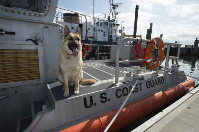 Chú chó Boomer, con vật may mắn của trạm bảo vệ bờ biển Crisfield ở bang Maryland, ngồi trên boong tàu.