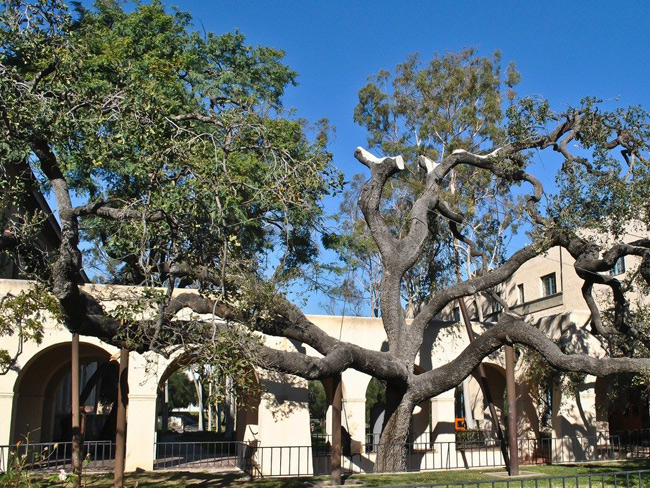 Có trụ sở tại Pasadena &#40;Caltech&#41;, tỷ lệ trúng tuyển của Viện Công nghệ California là 7,9%, thấp hơn cả Cornell, Dartmouth, UPenn và Brown.