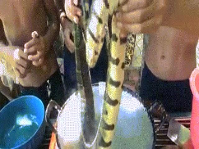 3 bé trai Thái Lan làm thịt rắn ăn trưa gây sốt