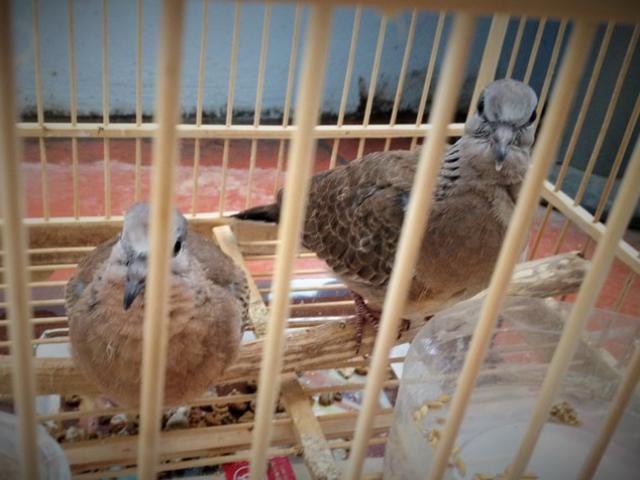 Bị bắt vì ”xin đểu” 2 con chim cu đất