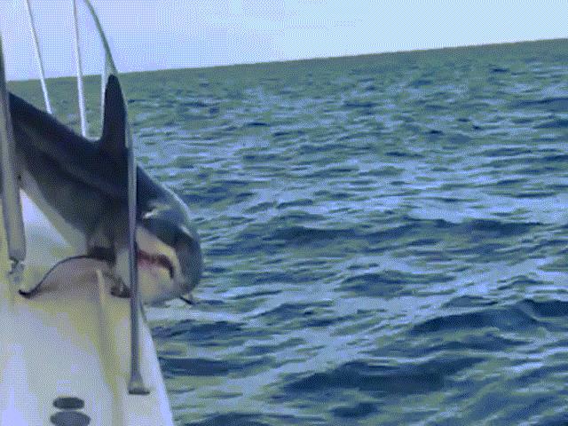 Mỹ: Cá mập khổng lồ ”dở hơi” nhảy lên tàu rồi quằn quại
