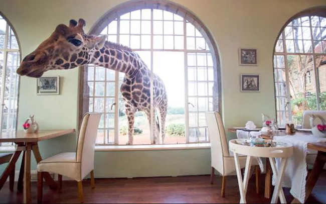 31. Khách sạn Giraffe Manor, Nairobi, Kenya

Một trong những tòa nhà mang tính biểu tượng nhất của Nairobi, chính là khách sạn Manor Giraffe. Điều khiến du khách cảm thấy thú vị nhất trong khách sạn tao nhã này là đàn hươu cao cổ Rothschild được cư trú thân thiện ở đây. Chúng thường xuyên thò cổ vào các cửa sổ, đặc biệt là vào các bữa ăn để tìm kiếm một bữa tiệc từ các du khách dễ thương.