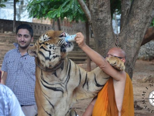 Sốc với lí do hổ dữ ”hiền như cún” ở chùa Thái Lan