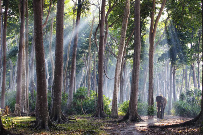 Voi châu Á lang thang trong rừng nhiệt đới trên đảo Havelock, thuộc quần đảo Andaman, Ấn Độ.