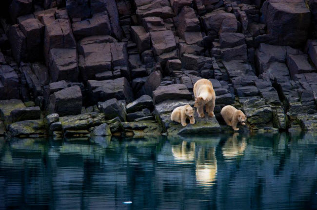 Mẹ con gấu Bắc Cực mắc kẹt trên quần đảo Svalbard ở Bắc Cực vì bằng xung quanh tan hết.