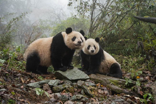 Hai mẹ con gấu trúc khám phá môi trường xung quanh trong Trung tâm nghiên cứu và bảo tồn thiên nhiên Ngọa Long ở tỉnh Tứ Xuyên, Trung Quốc.