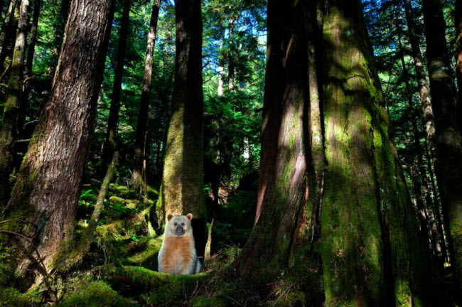 Gấu Kermode nghỉ ngơi trên nền rừng đầy rêu British Columbia, Canada.