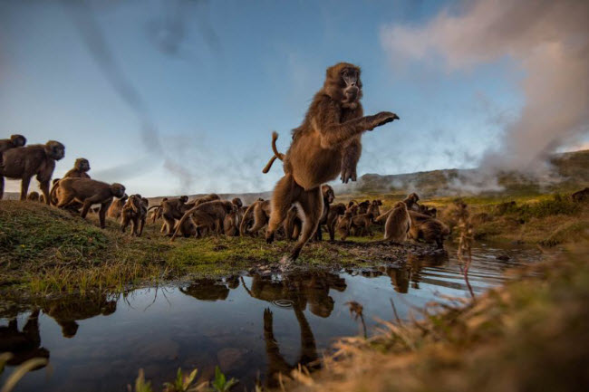 Khỉ nhảy qua dòng suối nhỏ trong khu bảo tồn thiên nhiên Guassa ở Ethiopia.