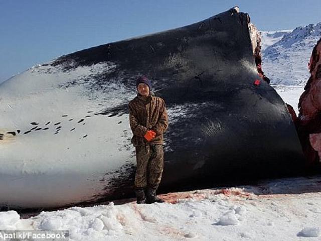 Mỹ: Bị dọa giết vì săn cá voi dài 17m cho cả làng ăn