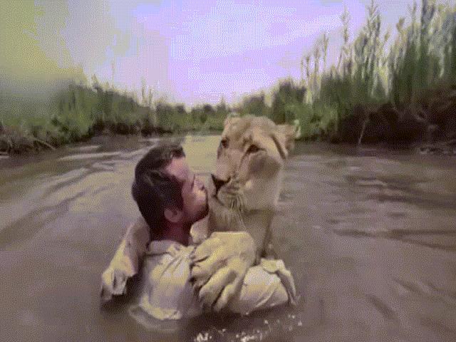 Sư tử trên bờ ”vồ” người đàn ông giữa sông và diễn biến không ngờ