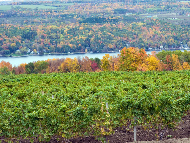 Hồ Finger Lakes, New York, Mỹ: Đây là địa điểm lý tưởng ở New York để trải nghiệm mùa thu đặc trưng ở miền đông nước Mỹ. Du khách có thể khám phá các cánh đồng nho và thưởng thức rượu vang hảo hạng ở địa phương. Táo, bí ngô và quả mọng là đặc sản&nbsp;khác của khu vực này.