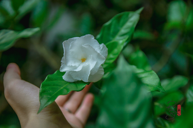 ...hay nhành hoa trắng khoe sắc dưới nắng vàng, tất khả hòa quyện khiến không gian nơi đây yên bình, dễ chịu lạ thường.