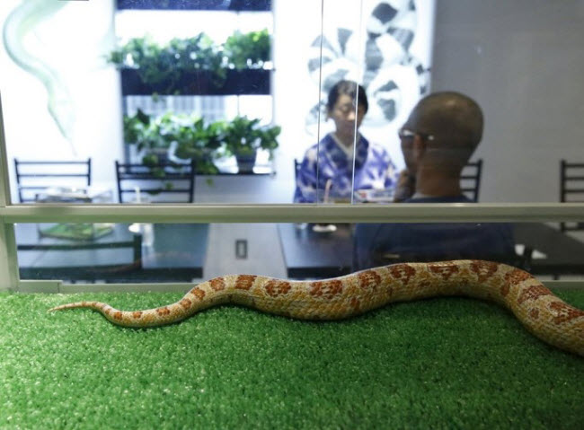 Nội thất trong quán Tokyo Snake Center rất sang trọng với tường trắng và những bức tranh ấn tượng cùng túi và phụ kiện da rắn đắt tiền.