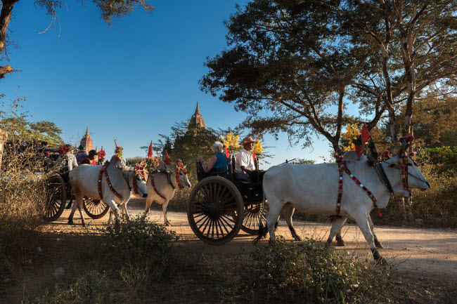 Du khách có thể khám phá phong cảnh và các ngôi đền cổ ở Bagan bằng xe bò kéo.